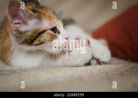 Carino gattino tabby che si cura. Primo piano. Foto Stock