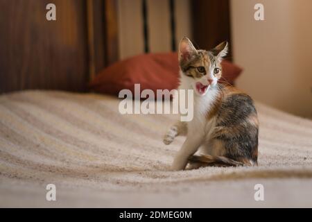 Carino gattino tabby con un'espressione giocosa su un letto. Foto Stock