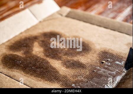 cartone monouso non riciclabile a causa degli alimenti residui e grasso contaminati dalla pizza Foto Stock