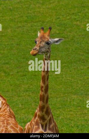 Un colpo verticale di una giraffa contro un campo verde nello zoo Foto Stock