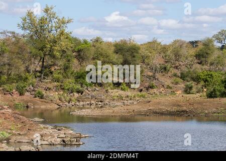 Sweni fiume paesaggio vista panoramica della diga dalla pelle di uccello con impala sulla riva del Kruger National Park, Sud Africa Foto Stock