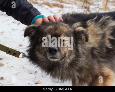 Felice mongrel senza tetto cane in un ricovero animale. Un volontario carezzava un cane Foto Stock