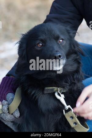 Sad black mongrel homeless dog in an animal shelter. A volunteer holding a dog Stock Photo