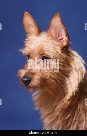 Il sole rosso-capelli piccolo cane giovane della razza australiana Terrier, ritratto studio all'interno su uno sfondo blu Foto Stock