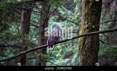 Owl Barred arroccato in Canada Foto Stock