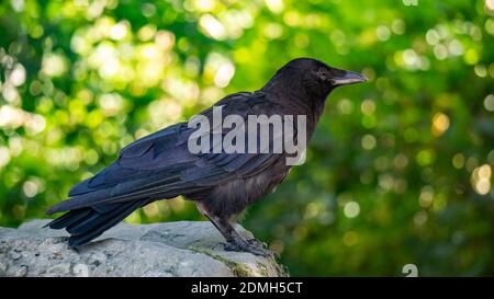 American Crow su una roccia in Canada Foto Stock