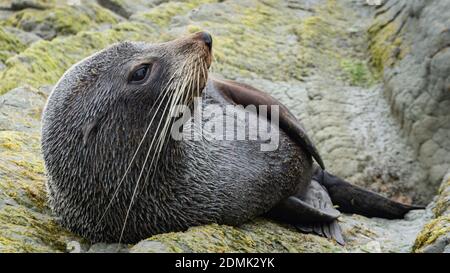 Seal ha un riposo, ma tenendo d'occhio il suo dintorni Foto Stock