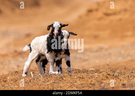 Due piccole capre in una steppa o in un deserto. Foto Stock