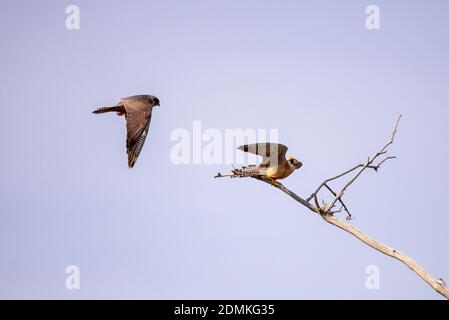 Hobby, Falco subbuteo e Falco vessinerus femminile a piedi rossi. Foto Stock