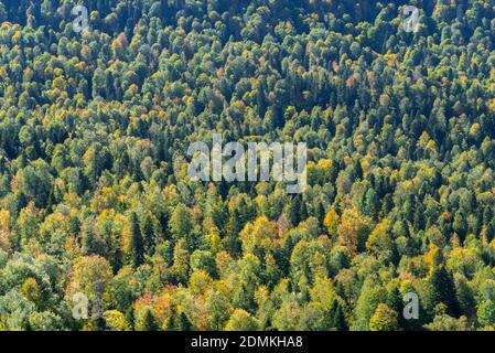Immagine completa di alberi di conifere nella foresta. Foto Stock