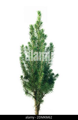 Abete di Natale, isolato su bianco Foto Stock