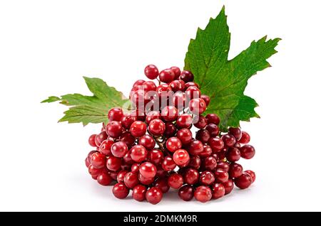 Bacche rosse di Viburnum (freccia legno), isolata su bianco Foto Stock