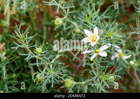 Bianco bellissimi fiori selvatici che crescono in sabbia ed erba. Foto Stock