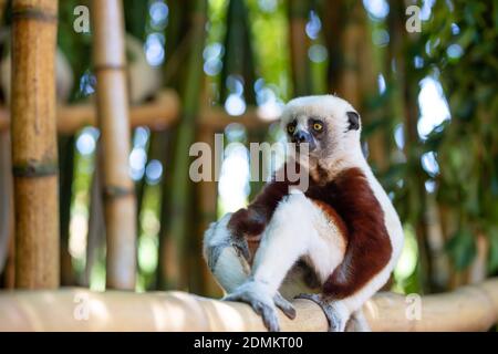 Il Coquerel Sifaka nel suo ambiente naturale in un nazionale parco sull'isola di Madagascar Foto Stock