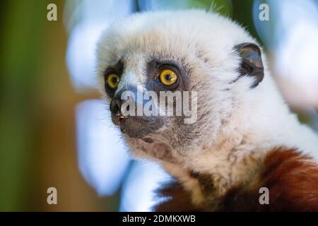 Il Coquerel Sifaka nel suo ambiente naturale in un nazionale parco sull'isola di Madagascar Foto Stock