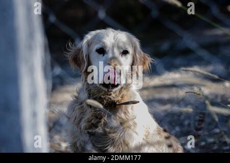 golden retriever leccando il naso con la lingua Foto Stock