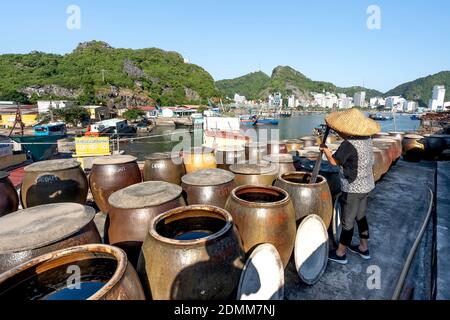 Isola di Cat Ba, Provincia di Quang Ninh, Vietnam - 13 novembre 2020: Grandi impianti di produzione salsa di pesce in Vietnam. Pescatori, Cat Ba Bay, professione di Foto Stock