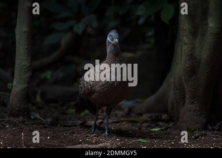 Peacock-fagiano grigio, uccelli della Thailandia Foto Stock