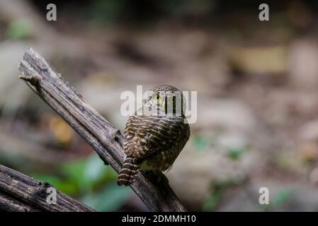 gufo sbarrato asiatico (Glaucidium cucoloides) seduto su un ramo Foto Stock