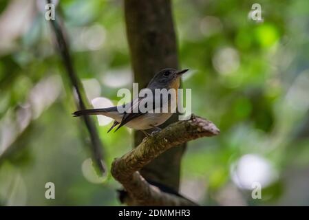 Indochinese Blue Flycatcher femmina che perching su un albero Foto Stock