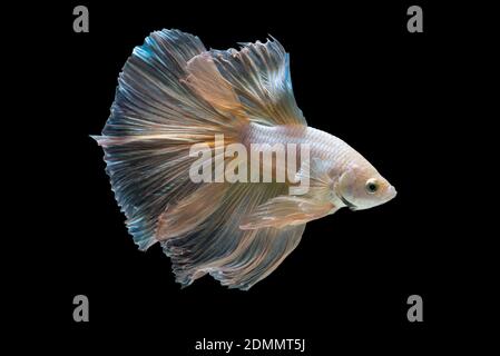 Close up arte movimento di Betta pesce o Siamese fighting fish isolati su sfondo nero Foto Stock