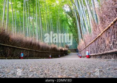 La bellissima natura boschetti di bamboo nella stagione autunnale ad Arashiyama a Kyoto, in Giappone. Foto Stock