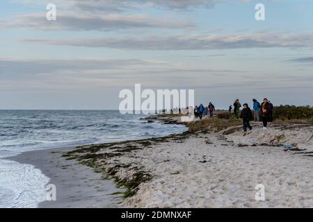 Falsterbo, Svezia - 15 novembre 2020: La gente sta camminando in una riserva naturale per vedere una colonia di foche del porto. Molti godono la natura mentre mantengono la distanza sociale durante i tempi della corona Foto Stock