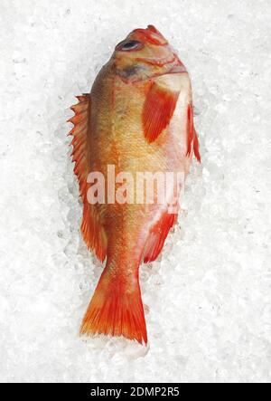 Cernia fresco su ghiaccio Foto Stock