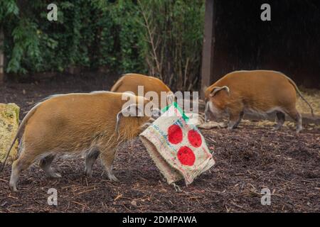 Questa settimana i custodi dello ZSL London Zoo hanno organizzato un regalo di Natale per le ‘coperte’ del fiume rosso, a tema festivo, piene delle loro noci preferite. Il deliziato ha guidato sborsando intorno nei sacchi hessian verniciati brillantemente, prima di girarli sui loro snouts per ottenere ai spuntini gustosi. Lo Zoosekeeper Hannah Joy ha detto: "Abbiamo visto così tanti visitatori felici che si sono goduti il sentiero natalizio e le decorazioni dello Zoo da quando abbiamo riaperto il 2 dicembre, e non volevamo che Pedro, Penny, Ava, Cameron, Tommy, Phoebe e Shane perdessero tutto il divertimento festivo . Foto Stock