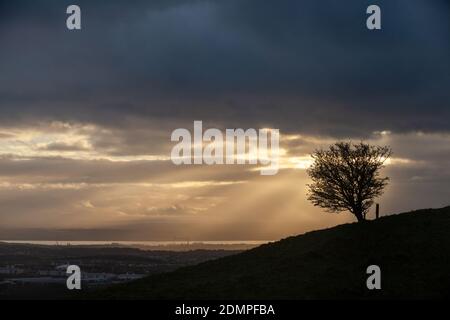 Un unico albero sulla collina di Beath che guarda il Firth of Forth con un cielo drammatico, Fife, Scozia Foto Stock