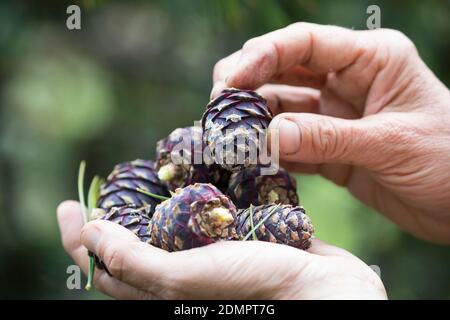 Zirbenzapfen, Ernte, Sammeln von Zirbenzapfen, Zapfen-Ernte, Zirbel-Kiefer, Zirbelkiefer, Zirbel, Zirbe, Arve, Zapfen, Zirbenzapfen, Pinus cembr Foto Stock