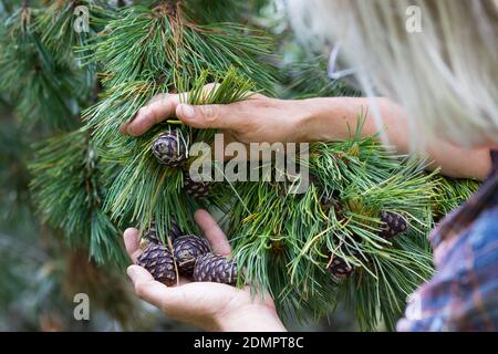 Zirbenzapfen, Ernte, Sammeln von Zirbenzapfen, Zapfen-Ernte, Zirbel-Kiefer, Zirbelkiefer, Zirbel, Zirbe, Arve, Zapfen, Zirbenzapfen, Pinus cembr Foto Stock