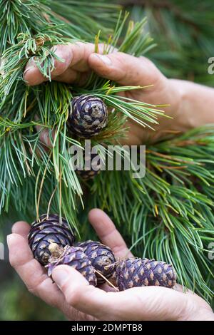 Zirbenzapfen, Ernte, Sammeln von Zirbenzapfen, Zapfen-Ernte, Zirbel-Kiefer, Zirbelkiefer, Zirbel, Zirbe, Arve, Zapfen, Zirbenzapfen, Pinus cembr Foto Stock