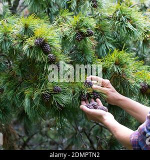 Zirbenzapfen, Ernte, Sammeln von Zirbenzapfen, Zapfen-Ernte, Zirbel-Kiefer, Zirbelkiefer, Zirbel, Zirbe, Arve, Zapfen, Zirbenzapfen, Pinus cembr Foto Stock