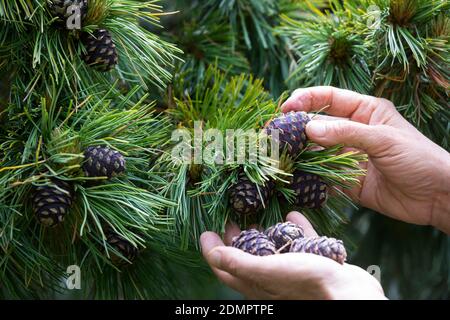 Zirbenzapfen, Ernte, Sammeln von Zirbenzapfen, Zapfen-Ernte, Zirbel-Kiefer, Zirbelkiefer, Zirbel, Zirbe, Arve, Zapfen, Zirbenzapfen, Pinus cembr Foto Stock