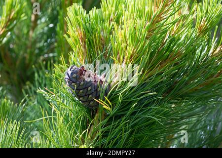 Tannenhäher hat Zirbenzapfen aufgehackt, Zapfen, Zirbe, Zirben-Zapfen, Tannen-Häher, Nucifraga caryocatactes, Nutcracker, nutcracker spotted, Eurasian Foto Stock