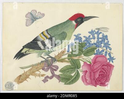 European Green Woodpecker on Branch con Rose e Forget-Me-Nots, penna e inchiostro, grafite su carta patinata, European Green Woodpecker on Branch with Rose e Forget-Me-Nots, ca. 1800–1830, disegno Foto Stock