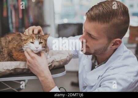 Primo piano di un gatto carino in esame da medico veterinario professionale. Bel veterinario maschio che controlla le orecchie di adorabile gatto. Interessante veterinario it Foto Stock