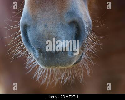 Un primo piano della museruola e dei whisker di una rara razza Suffolk Punch Horse. Foto Stock