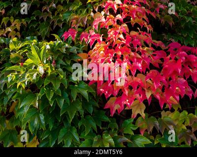 Parete sopravfatta con le foglie colorate di edera rossa e verde Foto Stock