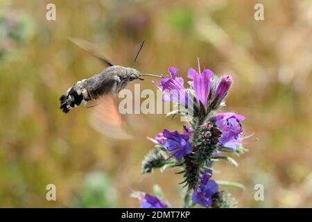 Hummingbird Hawk-Moth, Macroglossum stellatarum, che si nuota con Proboscis su Nectar di fiori a forma di tubo mentre si sorvola Foto Stock