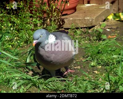 Pigeon in un'assegnazione suburbana che raccoglie per cibo fra le piante. I piccioni di legno (Columba Palumbus) sono il più grande, più comune piccione con cerotto di collo bianco. Foto Stock