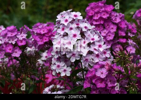 Multi-colore di phlox nella foto. Phlox paniculata, cadono phlox, giardino phlox, phlox perenni. Frammento di un giardino estivo in fiore. Foto Stock