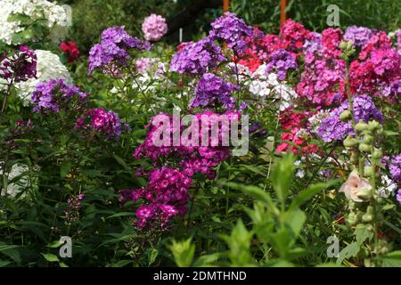 Multi-colore di phlox nella foto. Phlox paniculata, cadono phlox, giardino phlox, phlox perenni. Frammento di un giardino estivo in fiore. Foto Stock