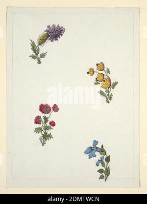 Disegno, Louis-Albert DuBois, Svizzera, 1752–1818, Fabrique de Fazy aux Bergues, grafite e grafite su carta defilata, in alto a sinistra, fiore giallo e viola; in alto a destra, quattro fiori gialli e neri; in basso a sinistra, fiore rosso simile a trifoglio; in basso a destra, due fiori blu. Linea di confine rigata in matita., Ginevra, Svizzera, ca. 1801, disegni tessili, disegno Foto Stock