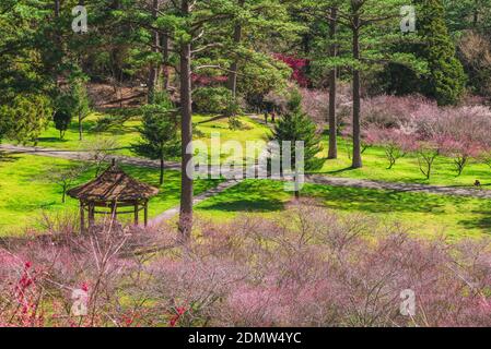 scenario della fattoria di wuling con fiore di prugne a taichung, taiwan Foto Stock