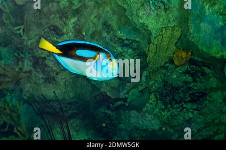 Pesce di tang blu (Paracanthurus hepatus) nel Moody Gardens Aquarium, Galveston, Texas, Stati Uniti Foto Stock