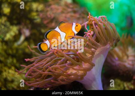 Crownfish o anemonefish in brunches di anemone Foto Stock