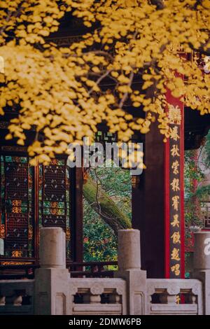 Golden gingko and Chinese classical architecture in autumn Stock Photo