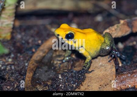 Rana di veleno con zampe nere (Phyllobates bicolore) e Dendrobates tinctorius Foto Stock